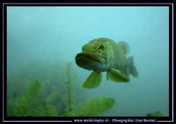 Face to face with the Master of the "Bousses Lake"... Que... by Michel Lonfat 